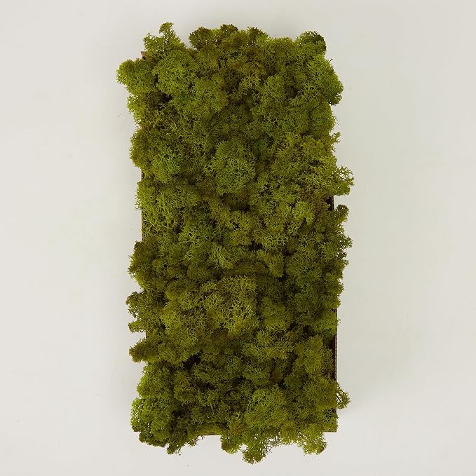 Preserved Reindeer Moss Natural Green DIY Kit Gardenning Art Wall Decor Florist - Image 6