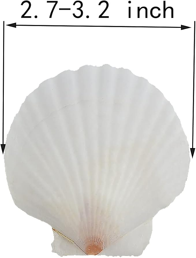 21Pcs Natural Scallop Sea Shells, Ocean Beach Seashells Perfect - Image 2