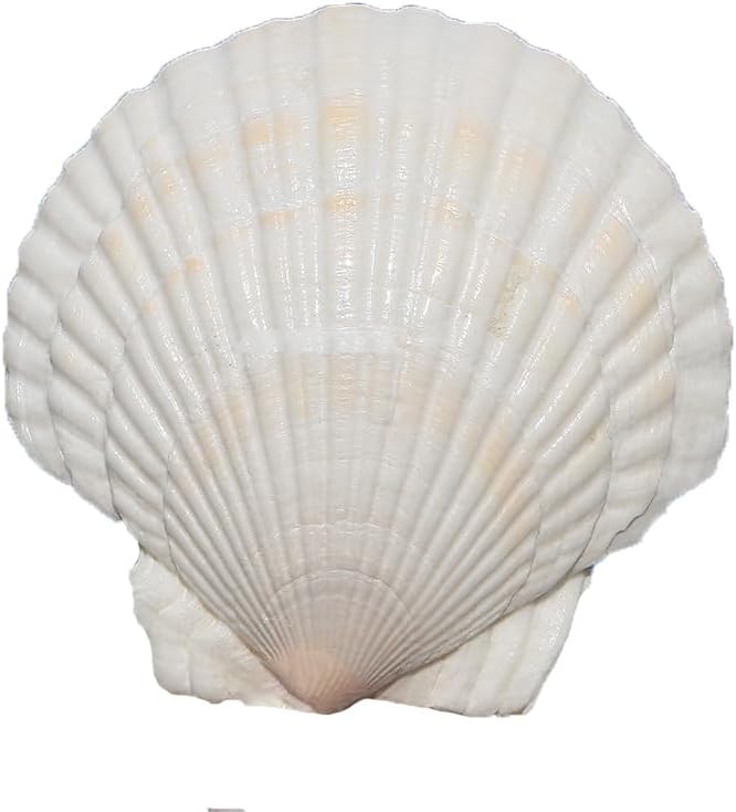 20PCS Scallop Shells Crafts 4''-5'' Large Beach Natural Scallop Shells - Image 2