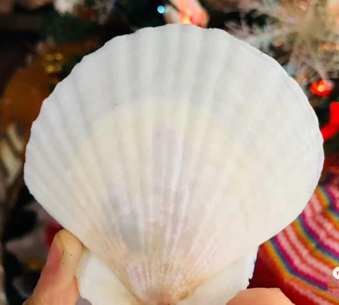 21Pcs Natural Scallop Sea Shells, Ocean Beach Seashells Perfect - Image 3