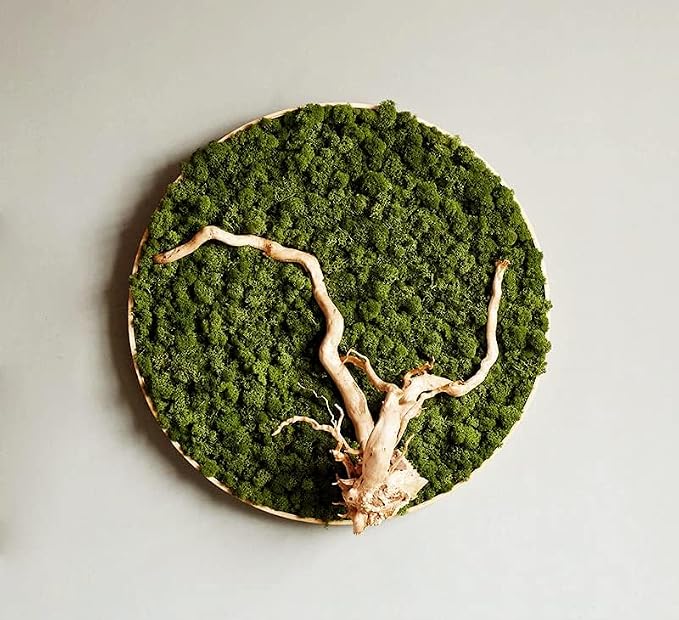 Preserved Reindeer Moss Natural Green DIY Kit Gardenning Art Wall Decor Florist - Image 3
