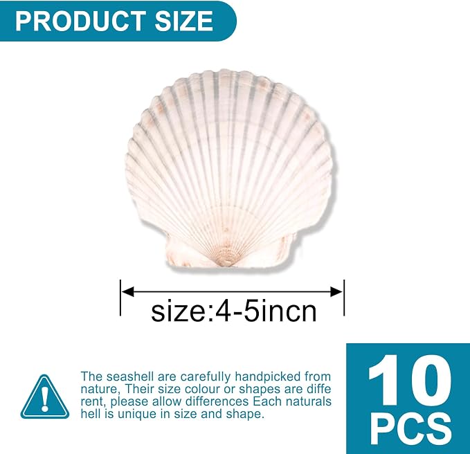 10PCS Scallop Shells for Crafts 4''-5'' Natural White Large Shells Decoration - Image 3