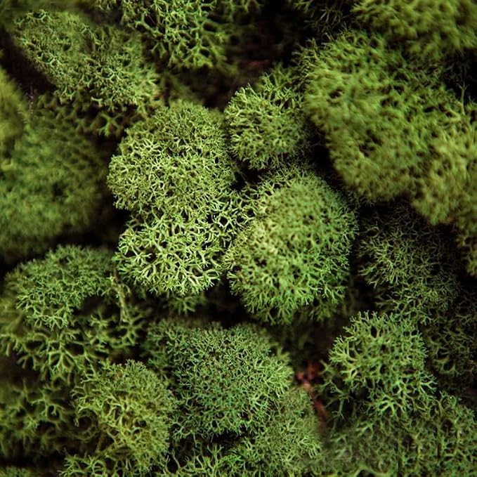 Preserved Reindeer Moss Natural Green DIY Kit Gardenning Art Wall Decor Florist - Image 2