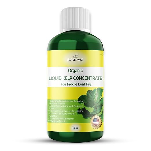 Fiddle Leaf Fig Plant Food – Liquid Seaweed Kelp Fertilizer by GARDENWISE