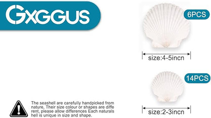 20PCS Natural Scallop Shells for Crafts & Baking - Image 2