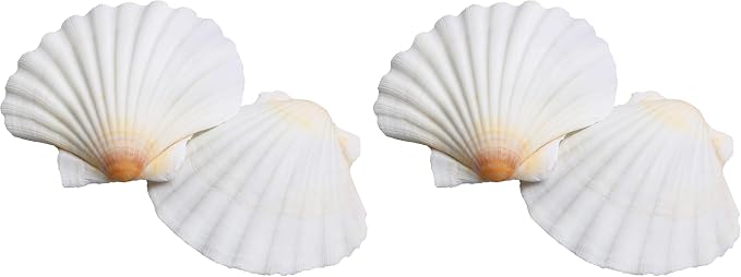 LUCKY BABY 16pcs Scallop Shells White Natural Sea Shells by LUCKYBABY