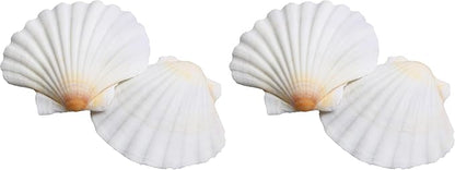 LUCKY BABY 16pcs Scallop Shells White Natural Sea Shells by LUCKYBABY