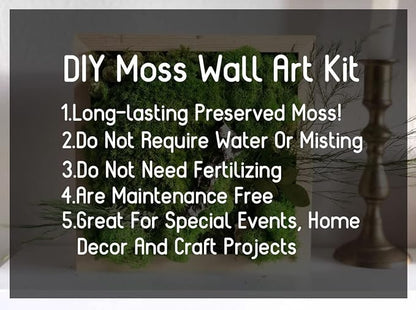 Preserved Reindeer Moss Natural Green DIY Kit Gardenning Art Wall Decor Florist - Image 5
