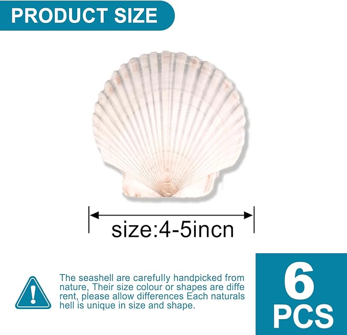 6PCS Scallop Shells for Crafts 4''-5'' Natural White Large Shells Decoration - Image 3