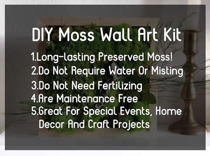 Preserved Reindeer Moss Natural Green DIY Kit Gardenning Art Wall Decor Florist - Image 4