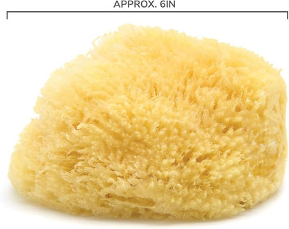 Neptune Caribbean Sea Sponge, Hand Cut, Approx. 6-7 inches - Image 3