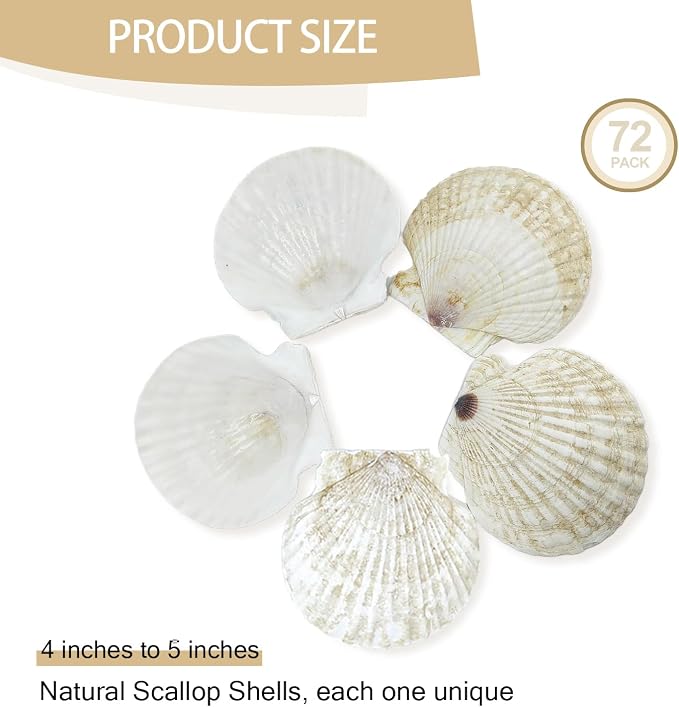 YOUKE OLA 72PCS Scallop Shells for Crafts Large Beach Natural Shells Bulk for - Image 2