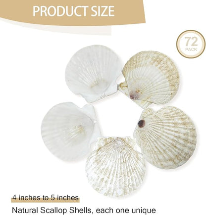 YOUKE OLA 72PCS Scallop Shells for Crafts Large Beach Natural Shells Bulk for - Image 2