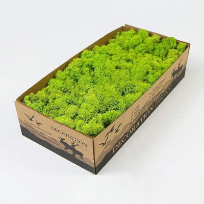 Preserved Reindeer Moss Natural Green DIY Kit Gardenning Art Wall Decor Florist by %E7%8E%B0%E5%9C%A8%E8%B4%AD%E4%B9%B0