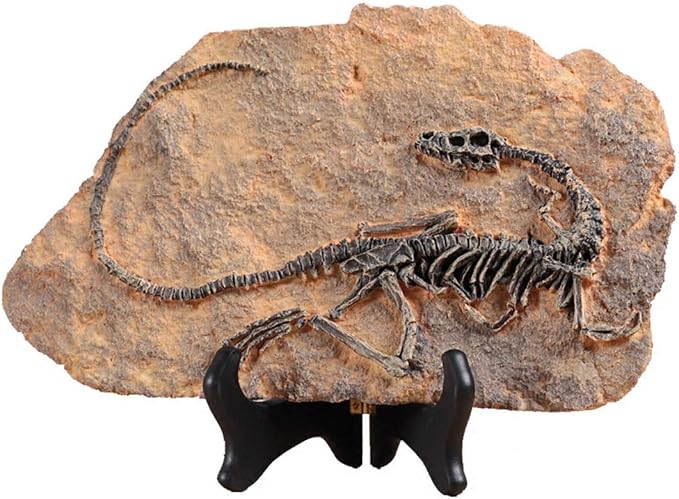 XINDAM Resin Dinosaur Fossil Statue Model Simulated Skeleton Home Office by XINDAM