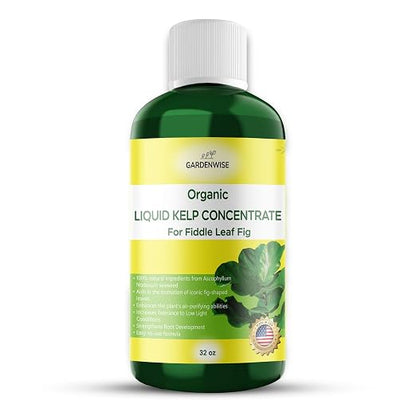 Fiddle Leaf Fig Plant Food – Liquid Seaweed Kelp Fertilizer by GARDENWISE