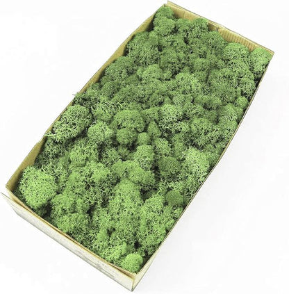 Preserved Reindeer Moss Natural Green DIY Kit Gardenning Art Wall Decor Florist by %E7%8E%B0%E5%9C%A8%E8%B4%AD%E4%B9%B0
