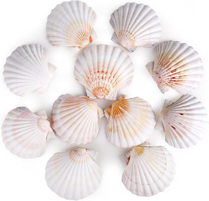 8 PCS 4-4.5 Inch Natural White Scallop Shells Sea Shells by PPCLION