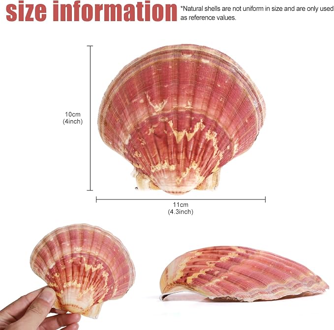 8 PCS 4-4.5 Inch Natural White&Pink Scallop Shells Sea Shells - Image 2