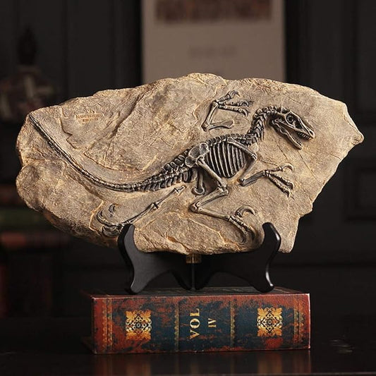 XINDAM Resin Dinosaur Fossil Statue Model Simulated Skeleton Home Office by XINDAM