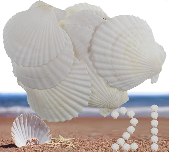 21Pcs Natural Scallop Sea Shells, Ocean Beach Seashells Perfect by PLOOTA
