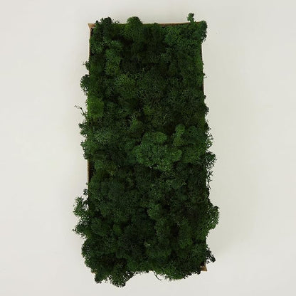 Preserved Reindeer Moss Natural Green DIY Kit Gardenning Art Wall Decor Florist - Image 3