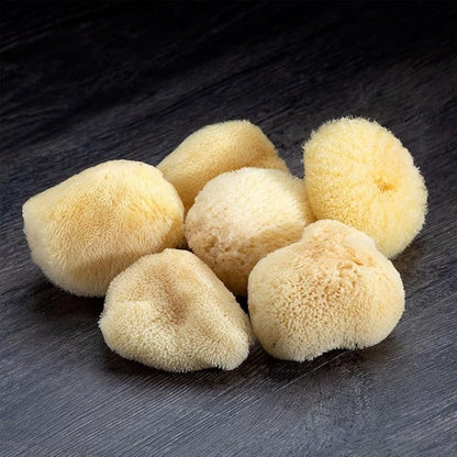 Sea Silk Sponge 6pc Kit, Hand Cut, Approx. 1-2 inches - Image 3