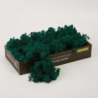 Preserved Reindeer Moss Natural Green DIY Kit Gardenning Art Wall Decor Florist by %E7%8E%B0%E5%9C%A8%E8%B4%AD%E4%B9%B0