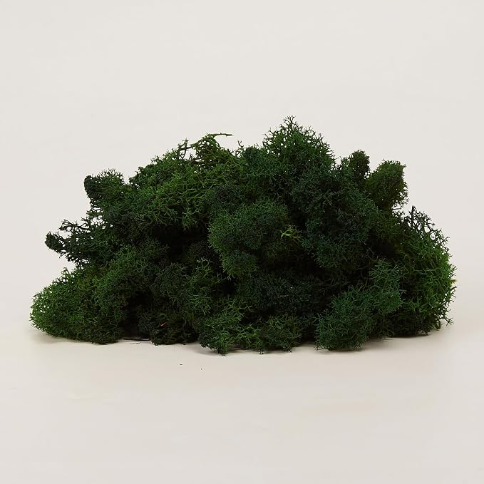 Preserved Reindeer Moss Natural Green DIY Kit Gardenning Art Wall Decor Florist - Image 8
