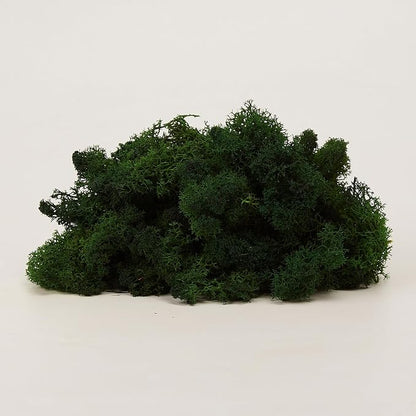 Preserved Reindeer Moss Natural Green DIY Kit Gardenning Art Wall Decor Florist - Image 8