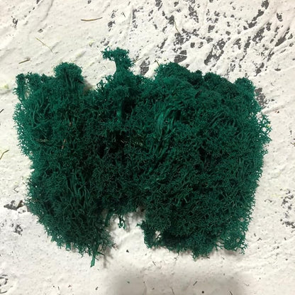 Preserved Reindeer Moss Natural Green DIY Kit Gardenning Art Wall Decor Florist - Image 4