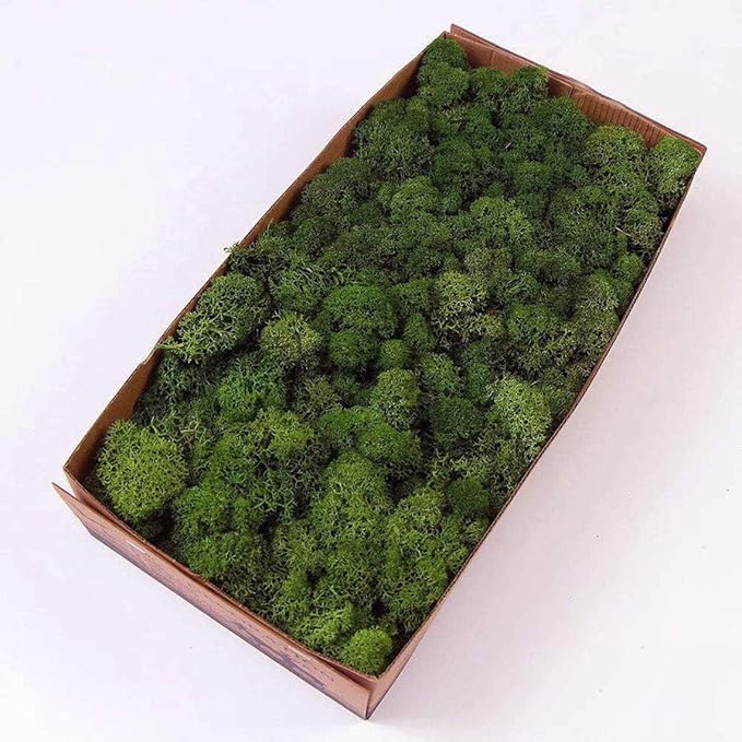 Preserved Reindeer Moss Natural Green DIY Kit Gardenning Art Wall Decor Florist by %E7%8E%B0%E5%9C%A8%E8%B4%AD%E4%B9%B0