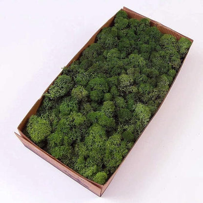 Preserved Reindeer Moss Natural Green DIY Kit Gardenning Art Wall Decor Florist by %E7%8E%B0%E5%9C%A8%E8%B4%AD%E4%B9%B0
