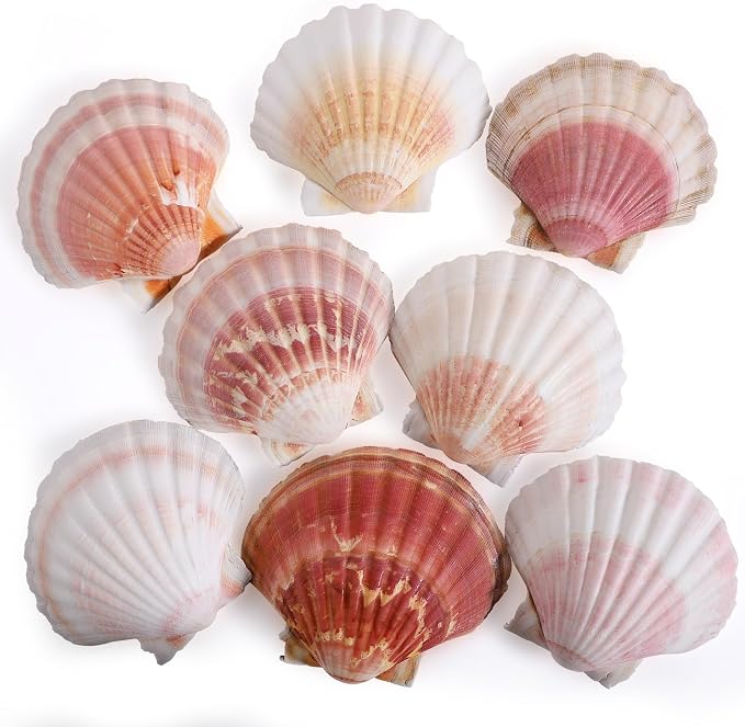 8 PCS 4-4.5 Inch Natural White&Pink Scallop Shells Sea Shells by PPCLION