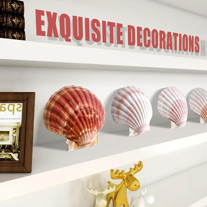 8 PCS 4-4.5 Inch Natural White&Pink Scallop Shells Sea Shells - Image 3