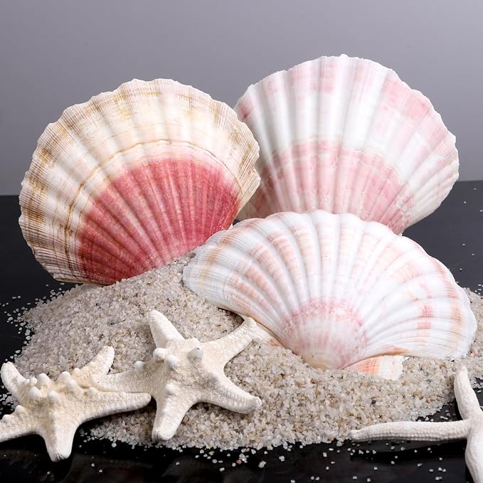 8 PCS 4-4.5 Inch Natural White&Pink Scallop Shells Sea Shells - Image 5