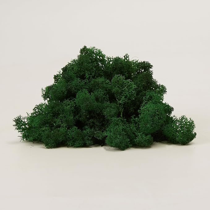 Preserved Reindeer Moss Natural Green DIY Kit Gardenning Art Wall Decor Florist - Image 4
