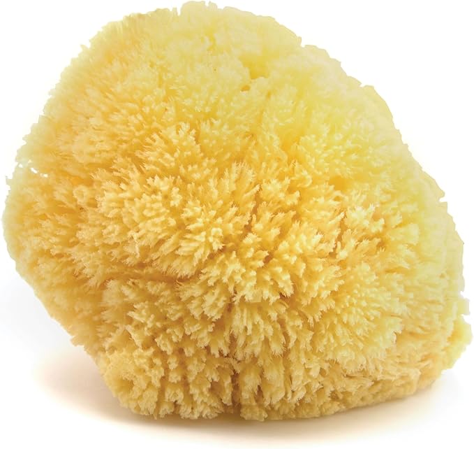 Neptune Caribbean Sea Sponge, Hand Cut, Approx. 6-7 inches by Unknown
