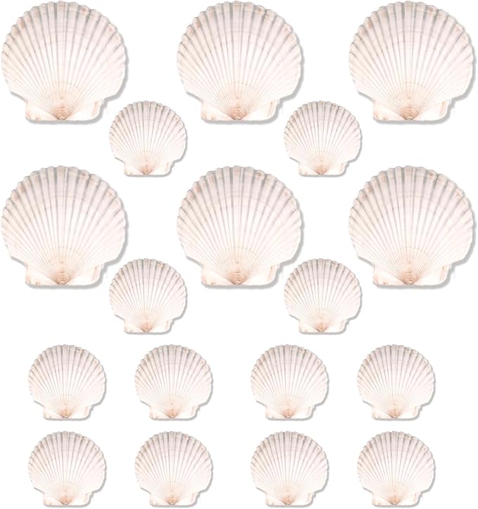 20PCS Natural Scallop Shells for Crafts & Baking by YourRulesYourRevelry