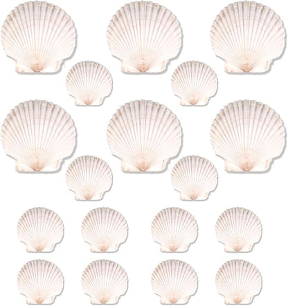 20PCS Natural Scallop Shells for Crafts & Baking by YourRulesYourRevelry
