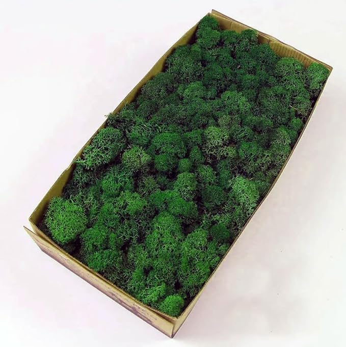 Preserved Reindeer Moss Natural Green DIY Kit Gardenning Art Wall Decor Florist by %E7%8E%B0%E5%9C%A8%E8%B4%AD%E4%B9%B0