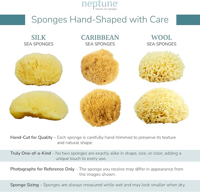 Neptune Caribbean Sea Sponge, Hand Cut, Approx. 6-7 inches - Image 5