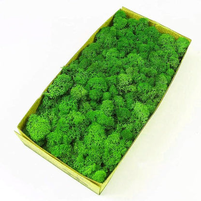 Preserved Reindeer Moss Natural Green DIY Kit Gardenning Art Wall Decor Florist by %E7%8E%B0%E5%9C%A8%E8%B4%AD%E4%B9%B0