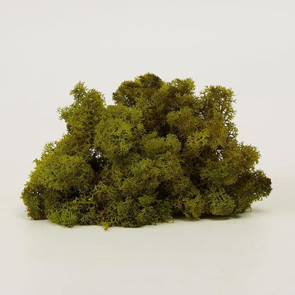 Preserved Reindeer Moss Natural Green DIY Kit Gardenning Art Wall Decor Florist - Image 3
