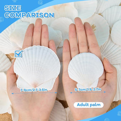 LUCKY BABY 16pcs Scallop Shells White Natural Sea Shells - Image 2