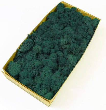 Preserved Reindeer Moss Natural Green DIY Kit Gardenning Art Wall Decor Florist - Image 6