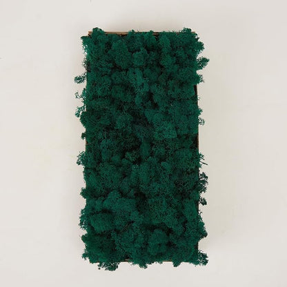 Preserved Reindeer Moss Natural Green DIY Kit Gardenning Art Wall Decor Florist - Image 3