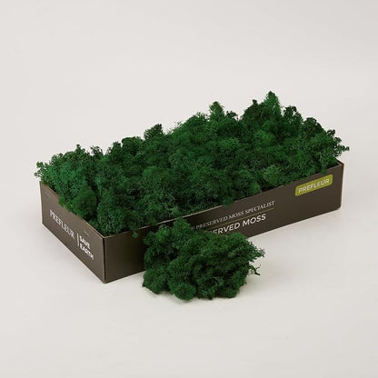 Preserved Reindeer Moss Natural Green DIY Kit Gardenning Art Wall Decor Florist by %E7%8E%B0%E5%9C%A8%E8%B4%AD%E4%B9%B0