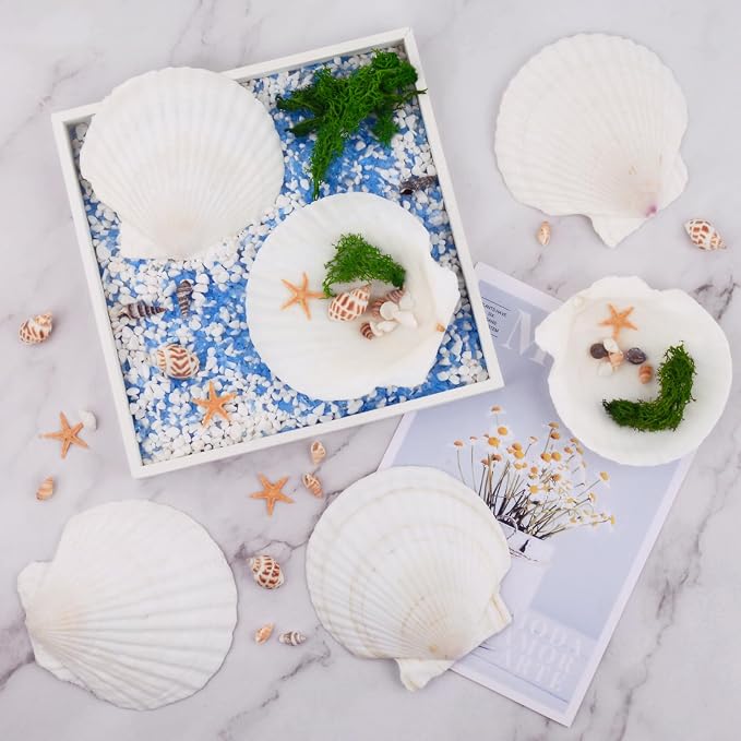 6PCS Scallop Shells for Crafts 4''-5'' Natural White Large Shells Decoration - Image 2