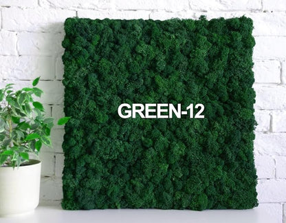 Preserved Reindeer Moss Natural Green DIY Kit Gardenning Art Wall Decor Florist - Image 6